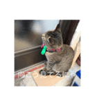 近所の猫のスタンプ（個別スタンプ：7）