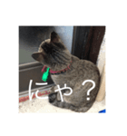 近所の猫のスタンプ（個別スタンプ：8）