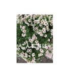 お花がいっぱいだよスタンプ（個別スタンプ：3）