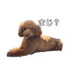 うちの犬たちの日常（個別スタンプ：1）