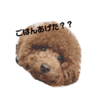 うちの犬たちの日常（個別スタンプ：7）