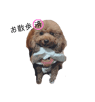 うちの犬たちの日常（個別スタンプ：8）
