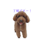 うちの犬たちの日常（個別スタンプ：10）