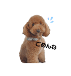 うちの犬たちの日常（個別スタンプ：11）