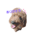 うちの犬たちの日常（個別スタンプ：12）