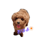 うちの犬たちの日常（個別スタンプ：13）