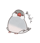 しるばー文鳥（個別スタンプ：3）