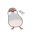 しるばー文鳥（個別スタンプ：7）