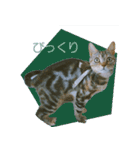 okinanee 02（個別スタンプ：3）