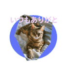 okinanee 02（個別スタンプ：4）