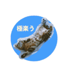 okinanee 02（個別スタンプ：7）