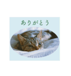 okinanee 02（個別スタンプ：13）