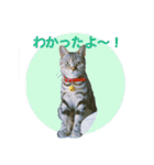 okinanee 02（個別スタンプ：14）