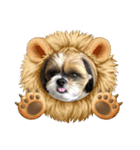 シーズー犬ぽぽ6（個別スタンプ：1）