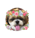 シーズー犬ぽぽ6（個別スタンプ：2）