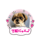 シーズー犬ぽぽ6（個別スタンプ：3）