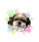 シーズー犬ぽぽ6（個別スタンプ：4）