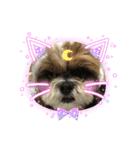 シーズー犬ぽぽ6（個別スタンプ：5）