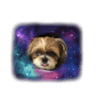シーズー犬ぽぽ6（個別スタンプ：7）