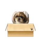 シーズー犬ぽぽ6（個別スタンプ：8）