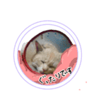 かわいい田舎のペットたち1（個別スタンプ：12）
