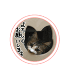 かわいい田舎のペットたち1（個別スタンプ：21）