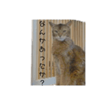 ああアビシニアン家族40（個別スタンプ：7）
