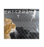 ああアビシニアン家族40（個別スタンプ：14）