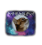 ああアビシニアン家族40（個別スタンプ：30）
