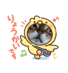 ああアビシニアン家族40（個別スタンプ：31）