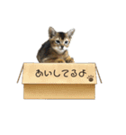ああアビシニアン家族40（個別スタンプ：34）