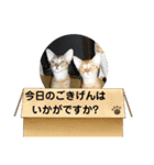 ああアビシニアン家族40（個別スタンプ：36）
