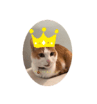 癒し猫スタンプリリー（個別スタンプ：1）