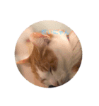 癒し猫スタンプリリー（個別スタンプ：2）