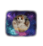 癒し猫スタンプリリー（個別スタンプ：3）