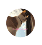 癒し猫スタンプリリー（個別スタンプ：4）