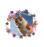 癒し猫スタンプリリー（個別スタンプ：5）