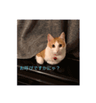 癒し猫スタンプリリー（個別スタンプ：7）