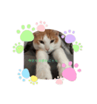 癒し猫スタンプリリー（個別スタンプ：8）