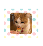癒し猫スタンプリリー（個別スタンプ：9）