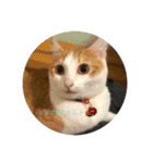癒し猫スタンプリリー（個別スタンプ：11）