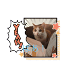 癒し猫スタンプリリー（個別スタンプ：12）