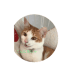 癒し猫スタンプリリー（個別スタンプ：14）