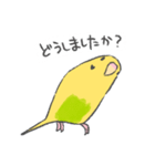 セキセイインコのみどぱんちゃん2（個別スタンプ：31）