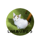 気ままな白三毛猫レンレンのスタンプ（個別スタンプ：30）