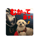 マルチーズのおもち②（個別スタンプ：5）