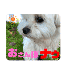 マルチーズのおもち②（個別スタンプ：6）