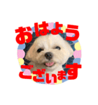 マルチーズのおもち②（個別スタンプ：7）
