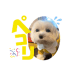 マルチーズのおもち②（個別スタンプ：19）