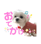 マルチーズのおもち②（個別スタンプ：25）